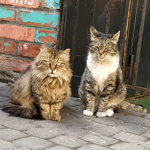 Василиса и Пушик